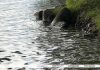 Как изменилась температура воды в реке Сож в Кричеве и других водоемах Беларуси, рассказали гидрологи Как изменилась температура воды в реке Сож в Кричеве и других водоемах Беларуси, рассказали гидрологи
