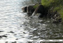 Как изменилась температура воды в реке Сож в Кричеве и других водоемах Беларуси, рассказали гидрологи Как изменилась температура воды в реке Сож в Кричеве и других водоемах Беларуси, рассказали гидрологи