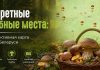 Секретные грибные места: интерактивная карта лесов Беларуси, откуда в августе люди выносят белые грибы ведрами