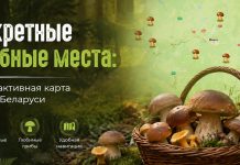 Секретные грибные места: интерактивная карта лесов Беларуси, откуда в августе люди выносят белые грибы ведрами