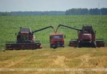 Уборочная кампания в Кричевском районе набирает обороты Уборочная кампания в Кричевском районе набирает обороты