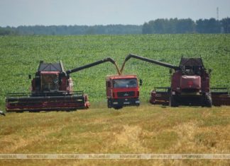 Уборочная кампания в Кричевском районе набирает обороты Уборочная кампания в Кричевском районе набирает обороты