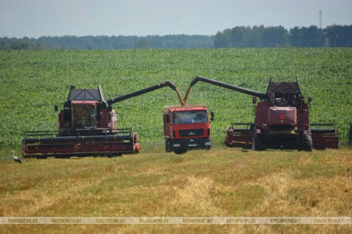 Уборочная кампания в Кричевском районе набирает обороты Уборочная кампания в Кричевском районе набирает обороты