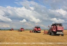Узнали, кто из хлеборобов Кричевщины лидирует на уборке зерновых на 18 августа Узнали, кто из хлеборобов Кричевщины лидирует на уборке зерновых на 18 августа