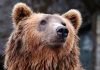 В Горном Алтае медведь утащил туристку из палатки Медведь утащил туристку из палатки в Горном Алтае: что известно