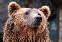 В Горном Алтае медведь утащил туристку из палатки Медведь утащил туристку из палатки в Горном Алтае: что известно