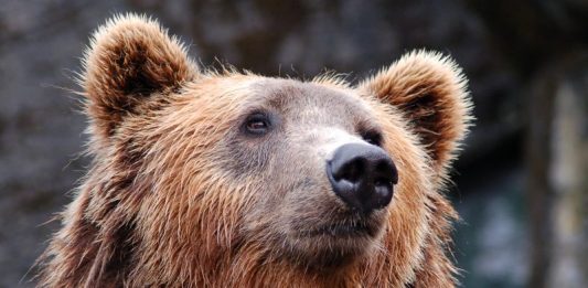 В Горном Алтае медведь утащил туристку из палатки Медведь утащил туристку из палатки в Горном Алтае: что известно