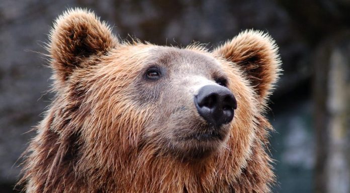 В Горном Алтае медведь утащил туристку из палатки Медведь утащил туристку из палатки в Горном Алтае: что известно