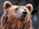 В Горном Алтае медведь утащил туристку из палатки Медведь утащил туристку из палатки в Горном Алтае: что известно