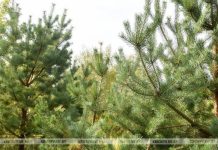 На Кричевщине введены ограничения на посещение лесов