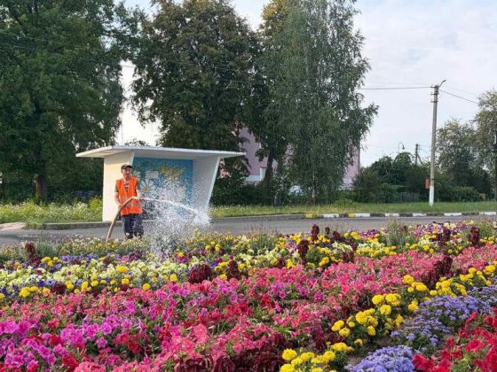 Узнали, как в Кричеве заботятся о городских цветниках