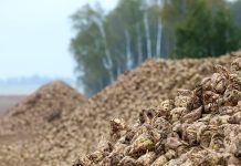 В Беларуси накопали более 500 тыс. тонн сахарной свеклы