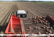 Картофель в Беларуси убрали с 28% запланированных площадей