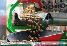 Картофель в Беларуси убрали с 36% запланированных площадей