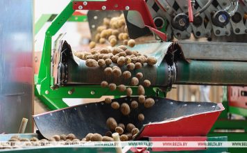 Картофель в Беларуси убрали с 36% запланированных площадей Кричев | Новости Кричева и Кричевского района