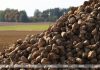 Белорусские аграрии накопали более 1,5 млн тонн сахарной свеклы Белорусские аграрии накопали более 1,5 млн тонн сахарной свеклы
