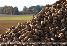 Белорусские аграрии накопали более 1,5 млн тонн сахарной свеклы Белорусские аграрии накопали более 1,5 млн тонн сахарной свеклы