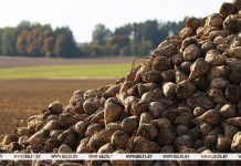 Сахарную свеклу в Беларуси убрали с трети площадей Сахарную свеклу в Беларуси убрали с трети площадей