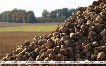 Сахарную свеклу в Беларуси убрали с трети площадей Сахарную свеклу в Беларуси убрали с трети площадей