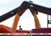 Массовая уборка кукурузы на зерно началась в Беларуси