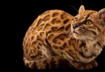 Новый вид кошек открыли ученые в Боливии впервые за 100 лет