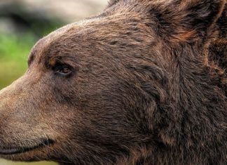 Медведь убил сборщика клюквы на Камчатке: подробности трагедии Кричев | Новости Кричева и Кричевского района