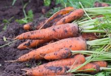 Скрытая польза моркови, о которой вы ещё не знали