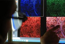 Британские ученые будут выращивать миниатюрные человеческие органы для тестирования лекарств