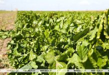 Новый гибрид сахарной свеклы вывели в Беларуси Новый гибрид сахарной свеклы вывели в Беларуси