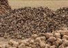 В Беларуси накопали 2 млн тонн сахарной свеклы