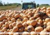 Картофель в Беларуси убран с 58% площадей