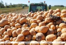 Картофель в Беларуси убран с 58% площадей