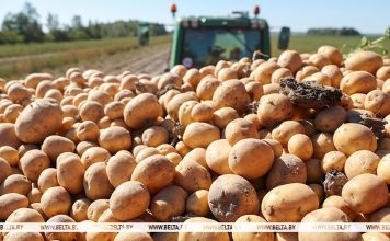 Картофель в Беларуси убран с 58% площадей Кричев | Новости Кричева и Кричевского района