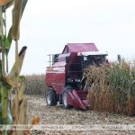 Более 9,5 млн тонн зерна с учетом рапса и кукурузы намолочено в Беларуси Все новости
