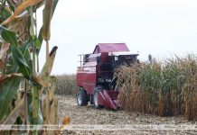 Более 9,5 млн тонн зерна с учетом рапса и кукурузы намолочено в Беларуси