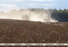 В Беларуси намолотили более 9,9 млн тонн зерна
