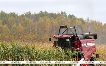 Более 10,5 млн тонн зерна с учетом рапса и кукурузы намолотили в Беларуси Более 10,5 млн тонн зерна с учетом рапса и кукурузы намолотили в Беларуси