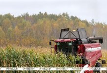 В Беларуси намолотили более 1 млн тонн зерна кукурузы