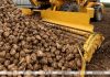 В Беларуси накопали более 4 млн тонн сахарной свеклы