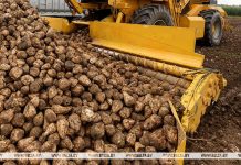 В Беларуси накопали более 4 млн тонн сахарной свеклы
