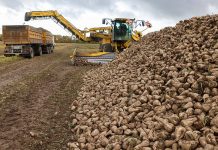Не менее 700 тыс. тонн сахара планируют произвести в Беларуси из урожая 2026 года
