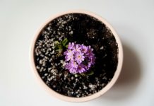 Как ухаживать за комнатными растениями осенью: 6 важных правил