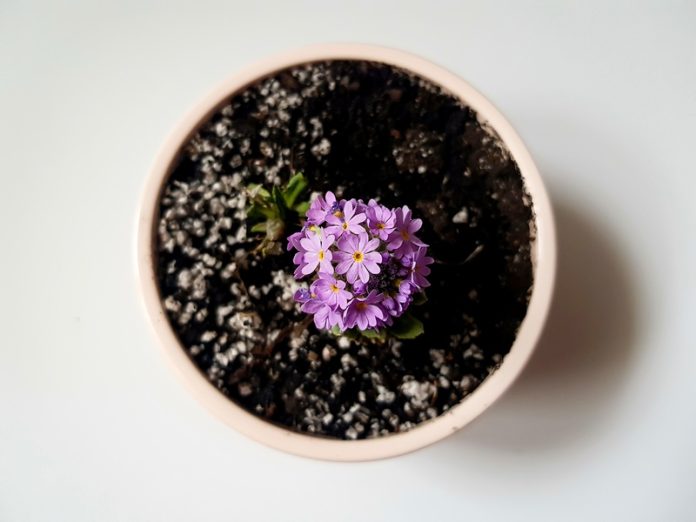 viktoriyapavlova-flowers-5813227